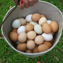 Bucket-of-Fresh-Eggs
