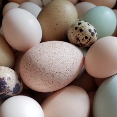 egg variety