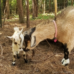 New baby goat - Chauncey
