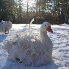 Geese in snow 2