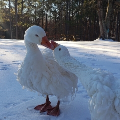 Geese in snow