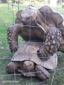 tortoise sex