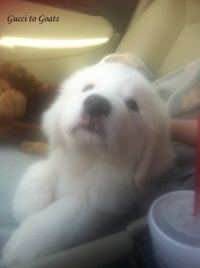 Great pyrenees puppy