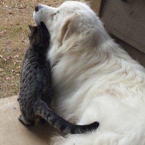 A dog and his cat