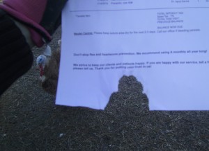 Goats ate my homework