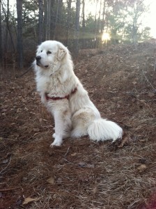 10 month old Great Pyrenees