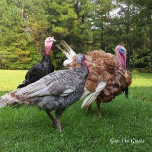 Turkeys molting