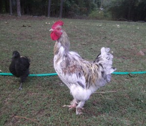 chicken molting