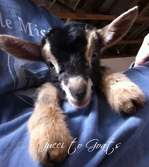 Gemma Jane baby goat