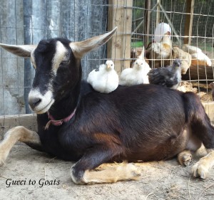Gemma and her chicks