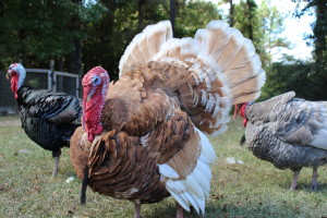 Turkeys molting