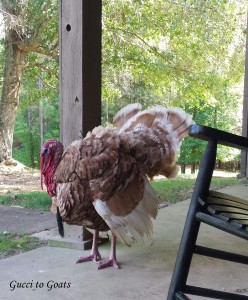 Porch turkey