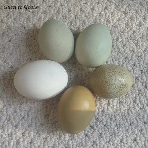 green egg shades