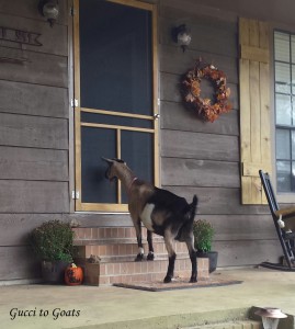 Peeping goat. This happens more often than you'd think. 