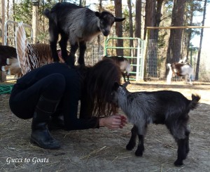 life with goats, baby goats attack