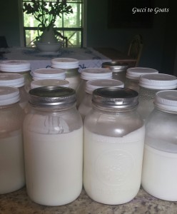 goat milk in jars