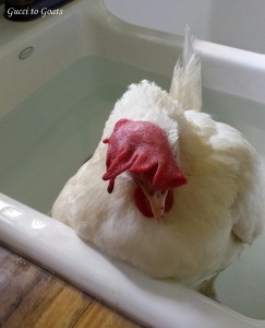 Egg bound hen in warm bath