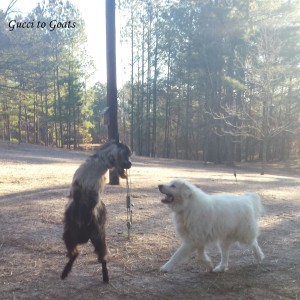 dog and goat play fighting