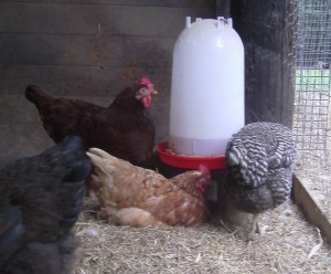 Hen with narcolepsy