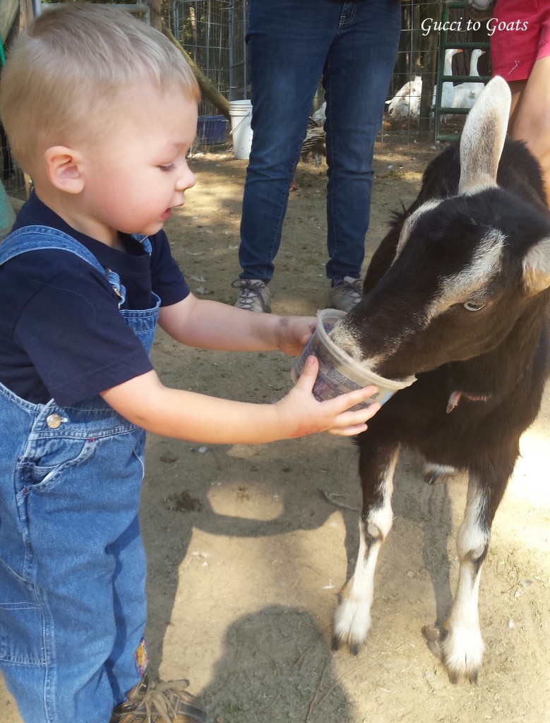 little boy feeds goat