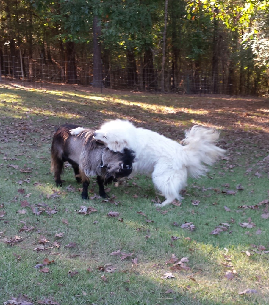 dog fighting goat