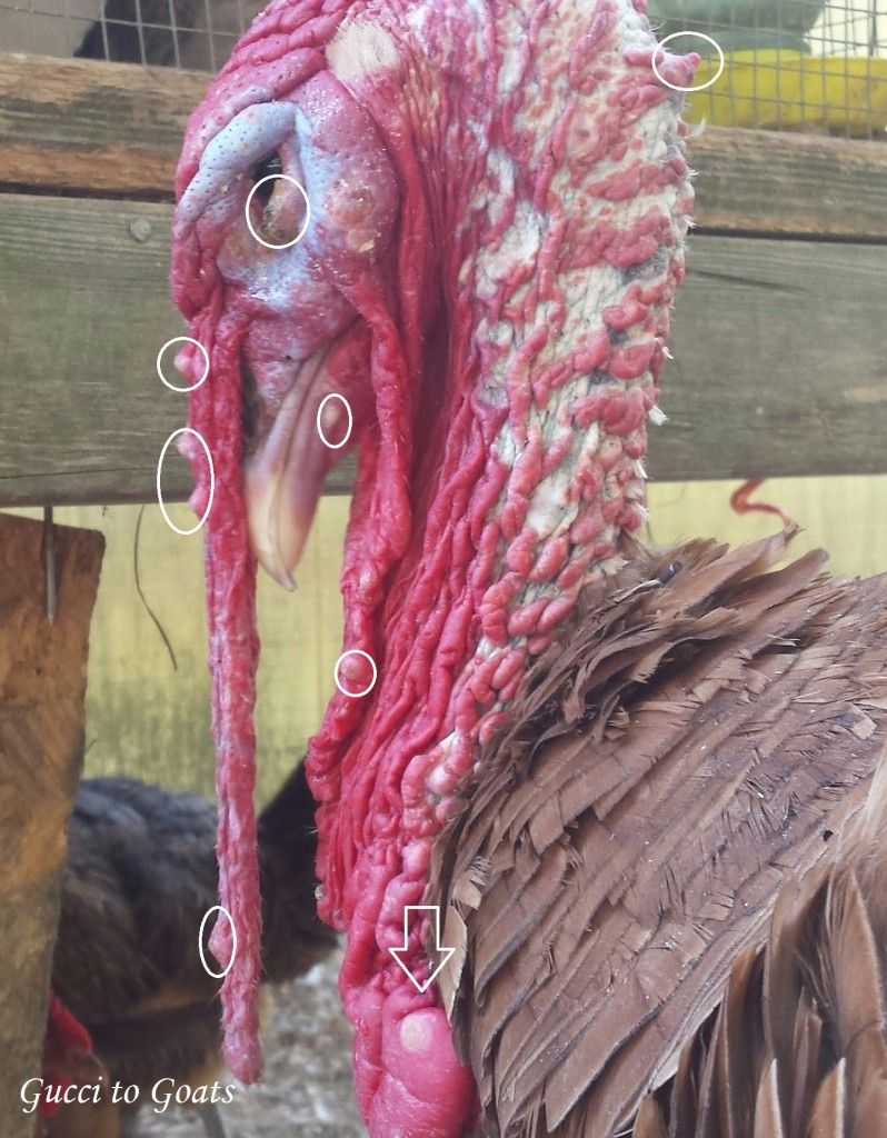 turkey with fowl pox