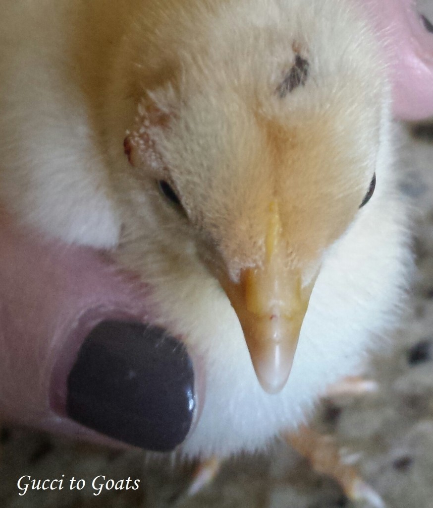 4 day old chick with fowl pox