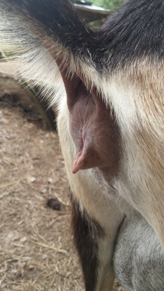 Puffy goat vulva