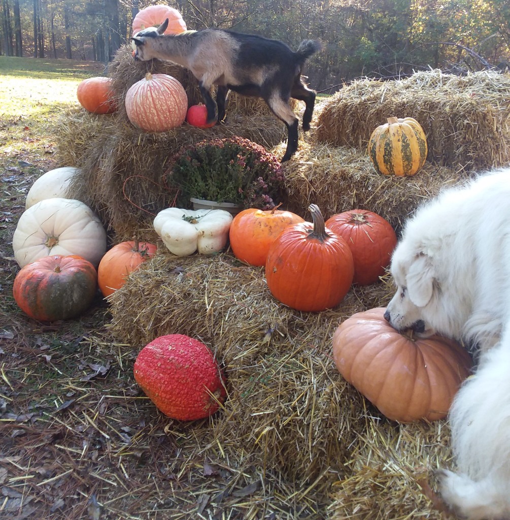 dog eating pumpkins