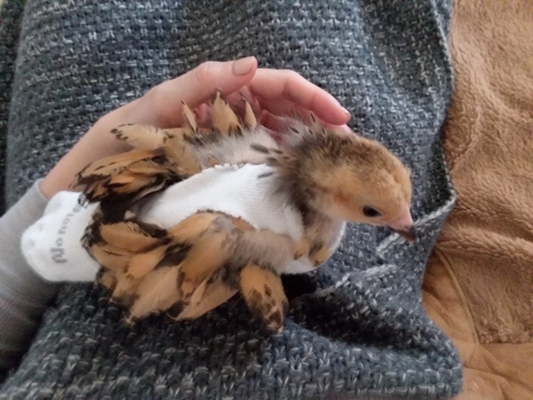 How to Make Chicken Diapers Gucci To Goats