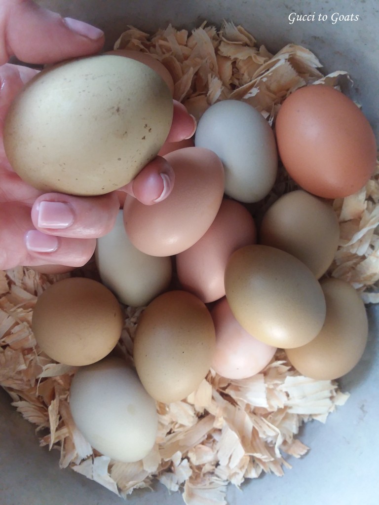 Egg season
