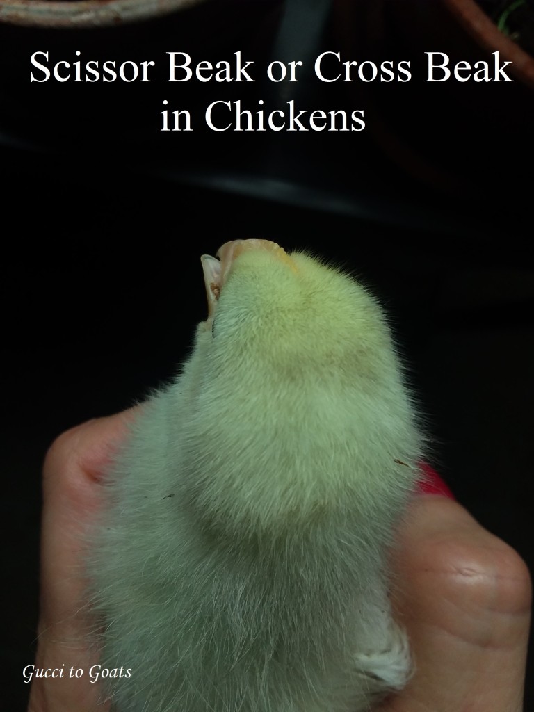 Scissor Beak Cross Beak in Chickens