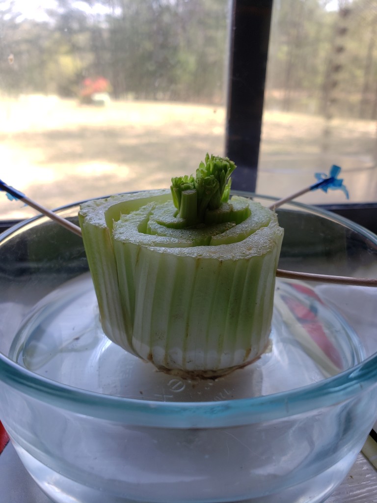 regrow celery scraps