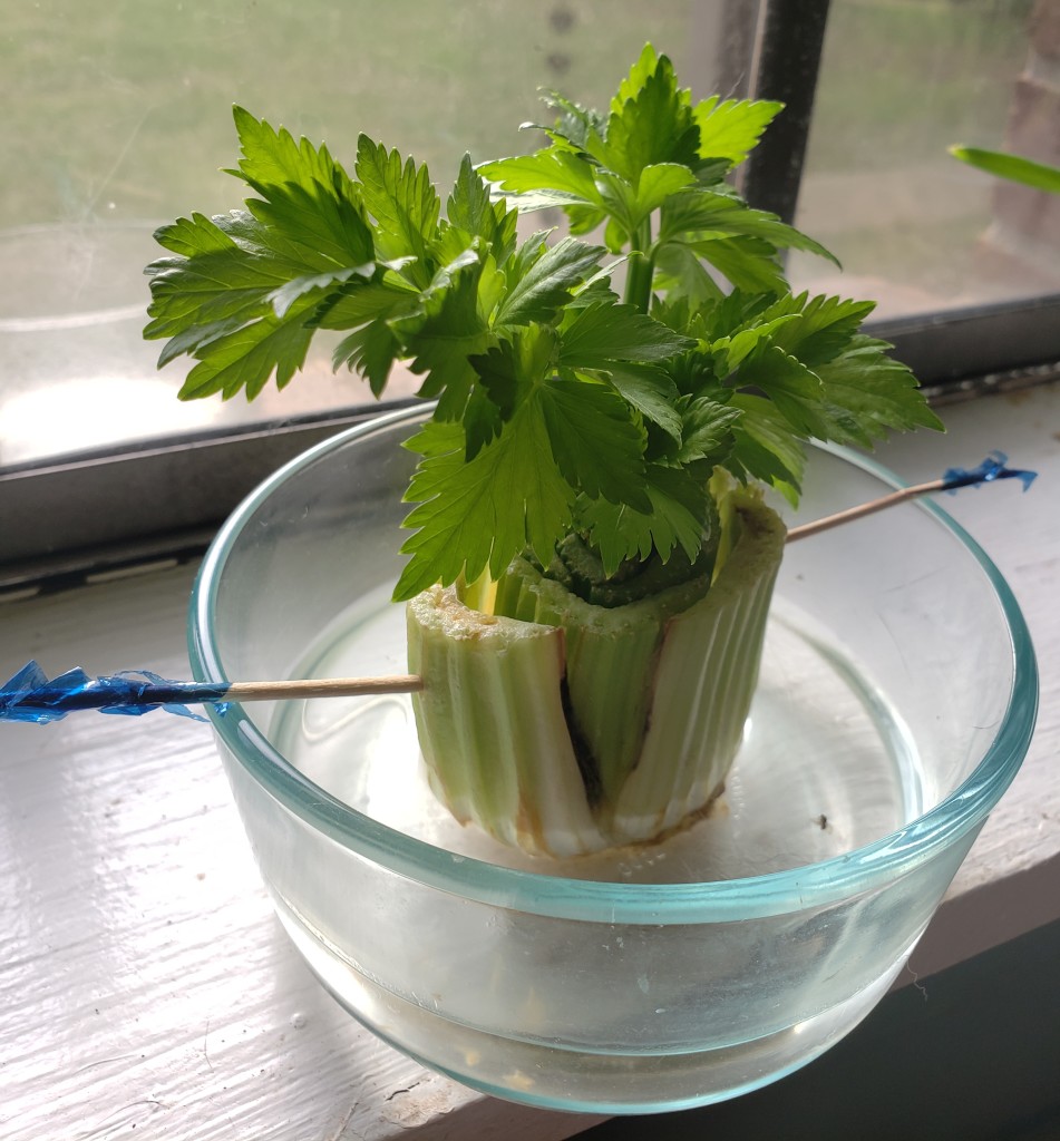 regrow celery