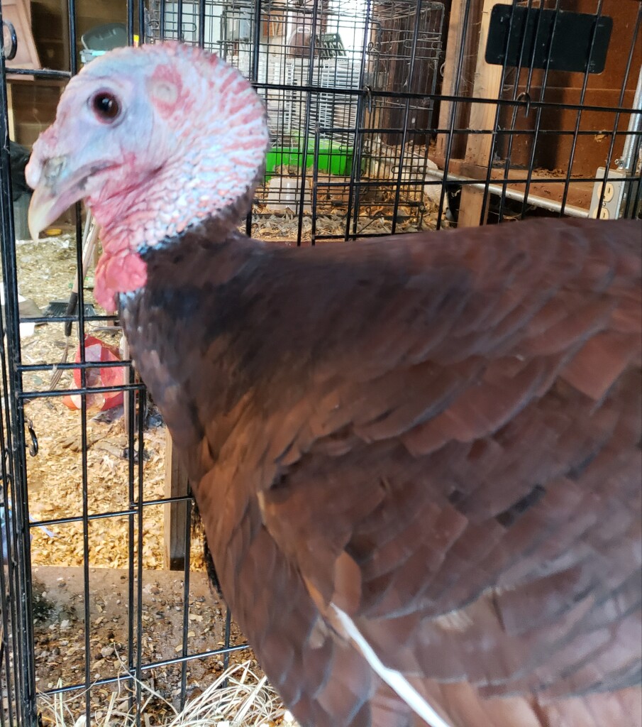 Curing blackhead in turkeys