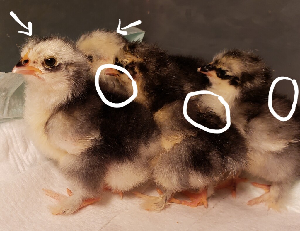 how to identify frizzle chicks